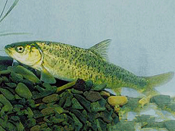 Schizothorax labrosus Wang, Zhuang & Gao, 1981